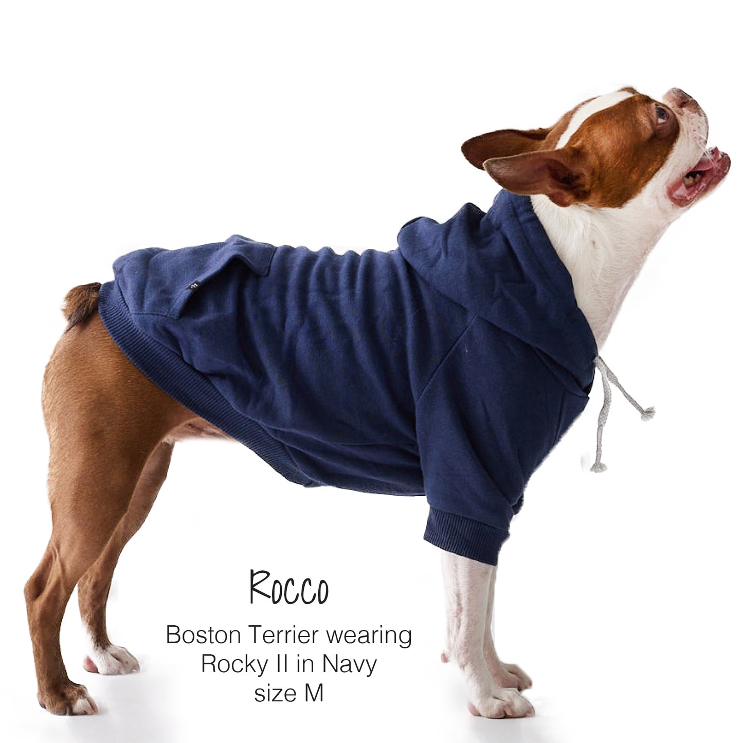 Dog wearing a navy blue hoodie with text indicating brand and size.