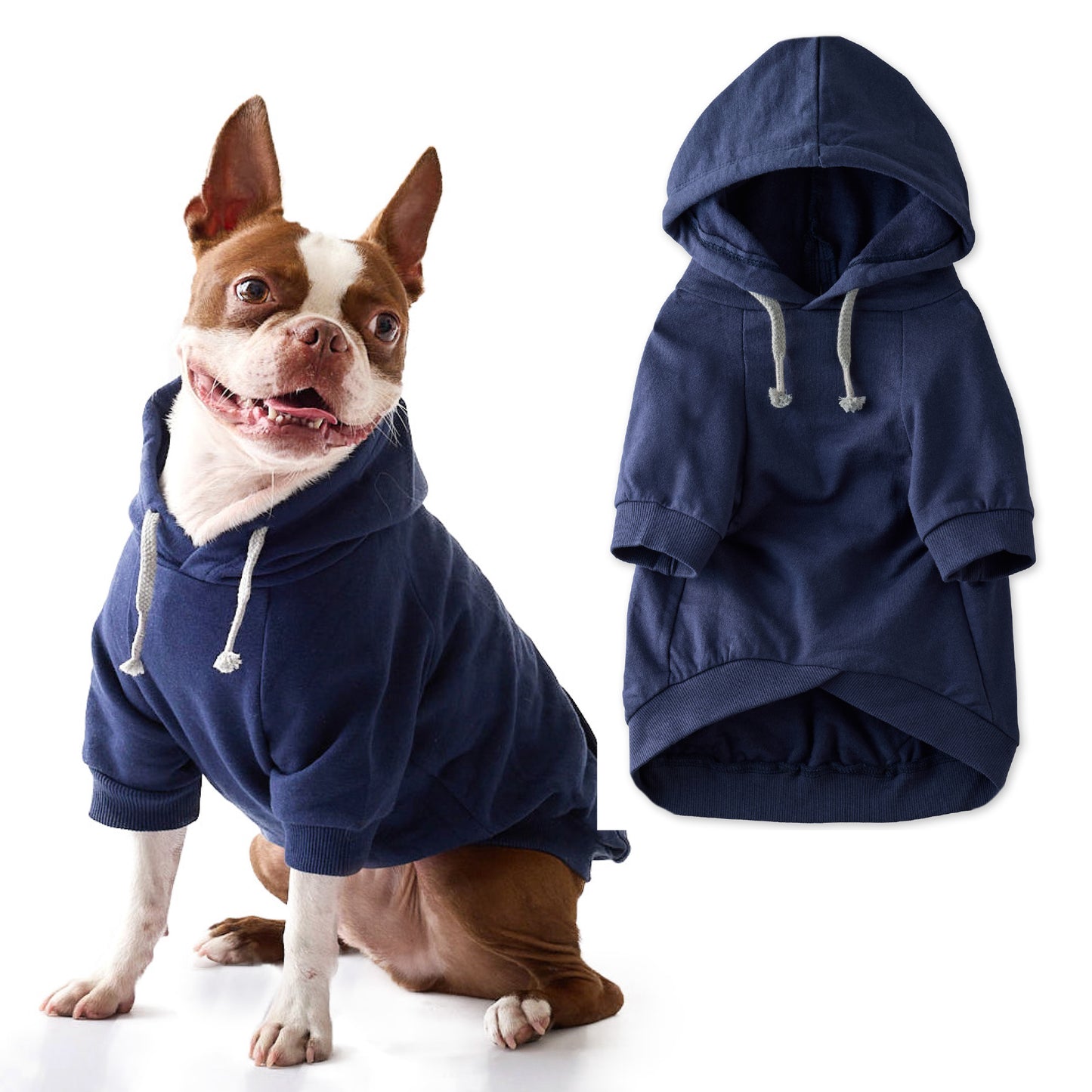 Dog wearing a blue hoodie with a plain background