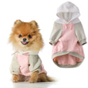 Small dog wearing a pink and gray hoodie with a matching outfit on a white background