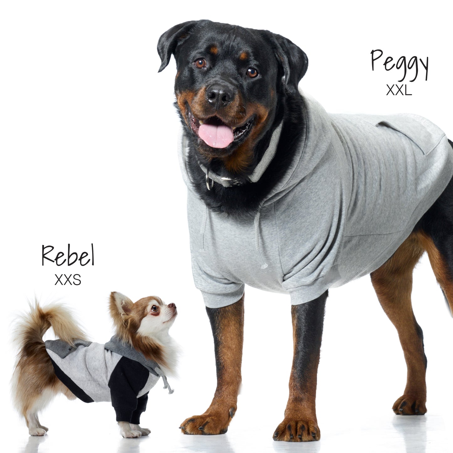 Two dogs wearing gray hoodies with text indicating sizes and names.