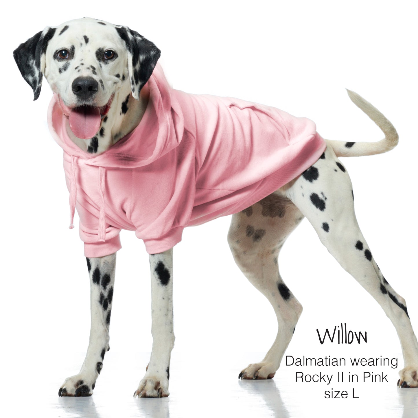 Dalmatian dog wearing a pink hoodie with text indicating size and brand.