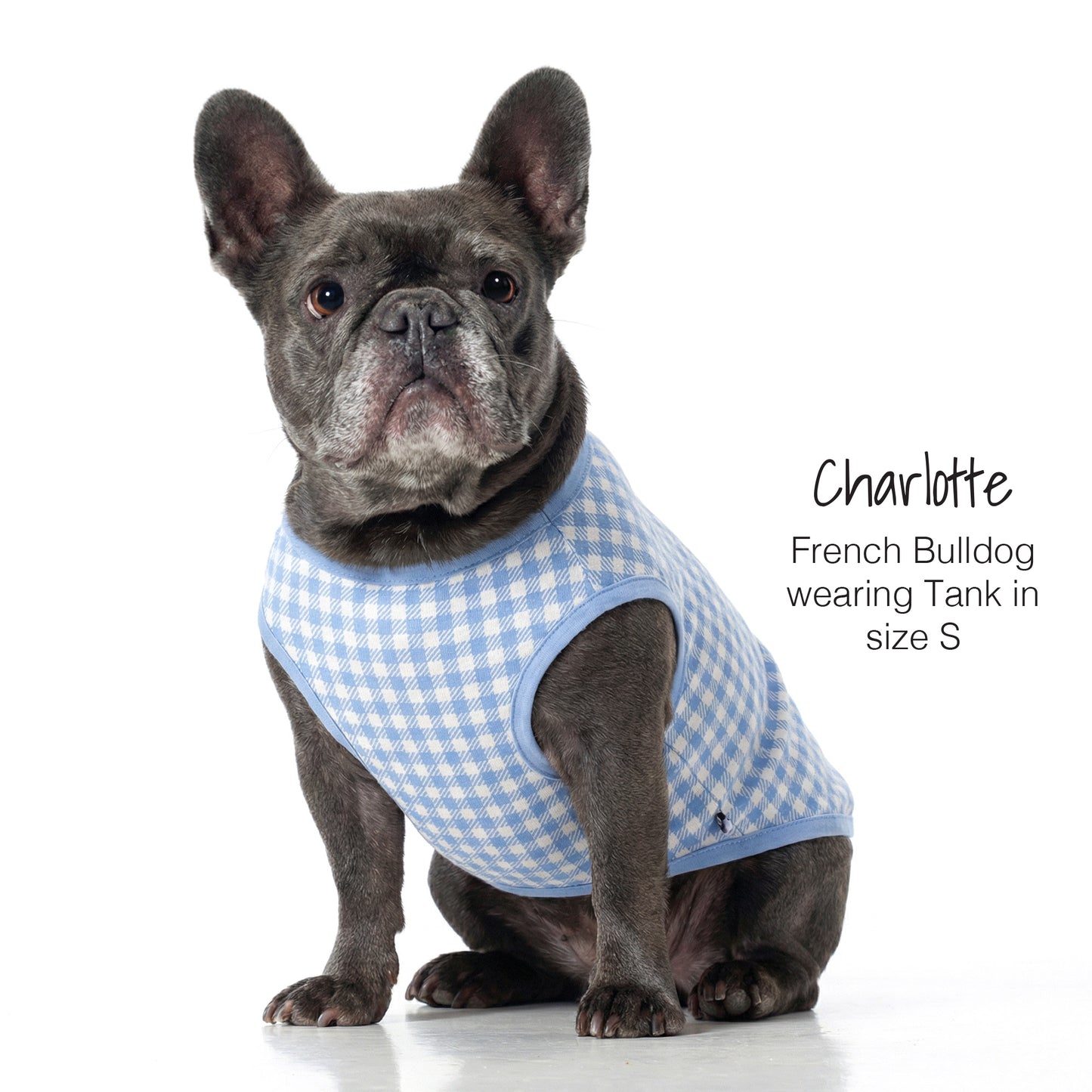 French Bulldog wearing a blue checkered tank top on a white background