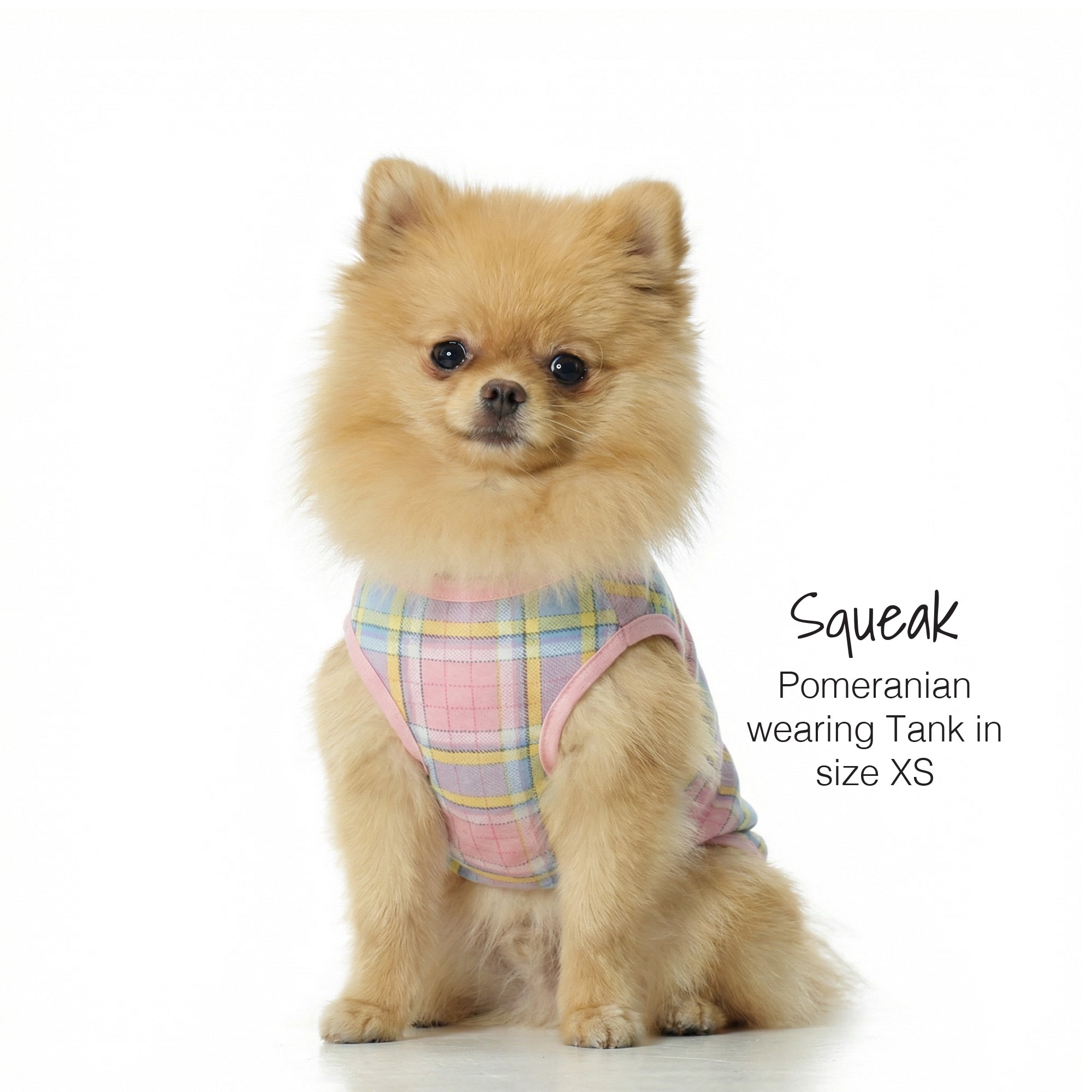 Small dog wearing a plaid tank top on a white background