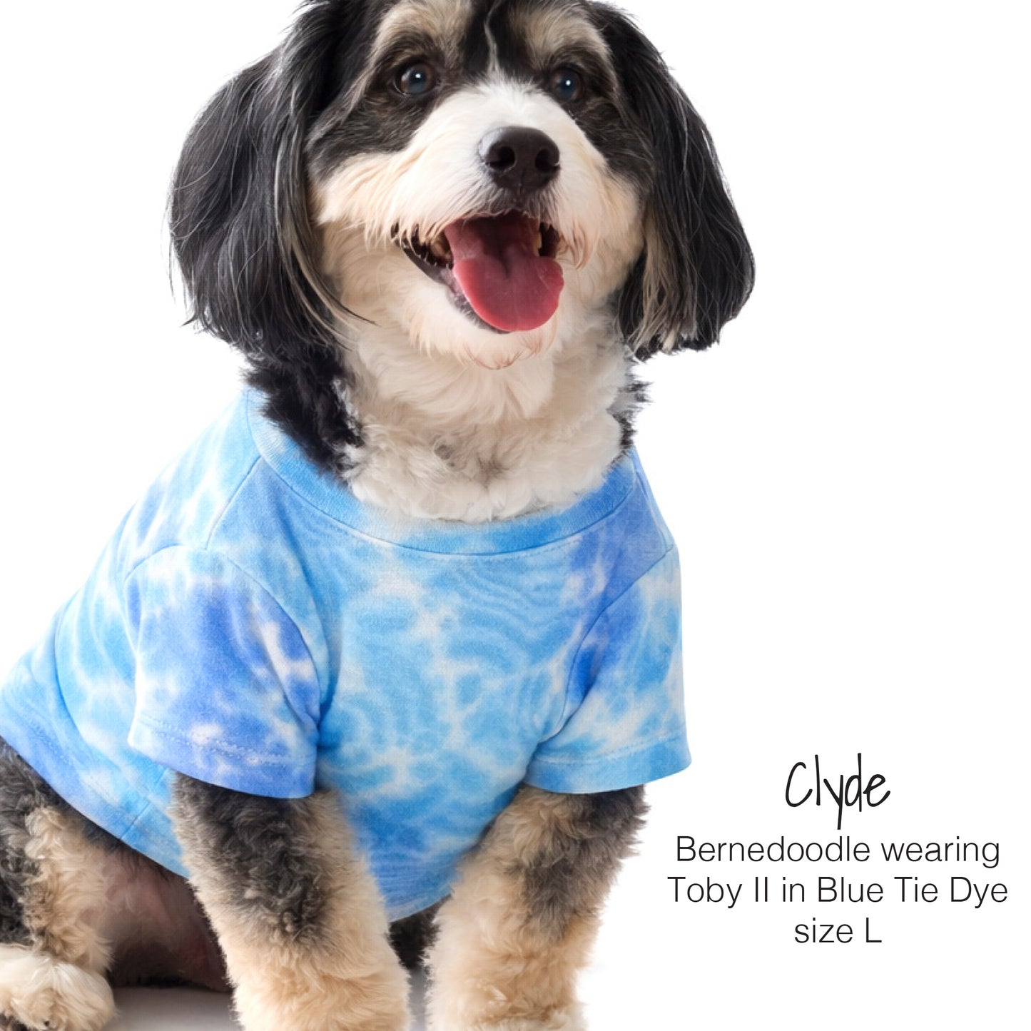 Clyde the Bernedoodle wearing Toby II in Blue Tie Dye 