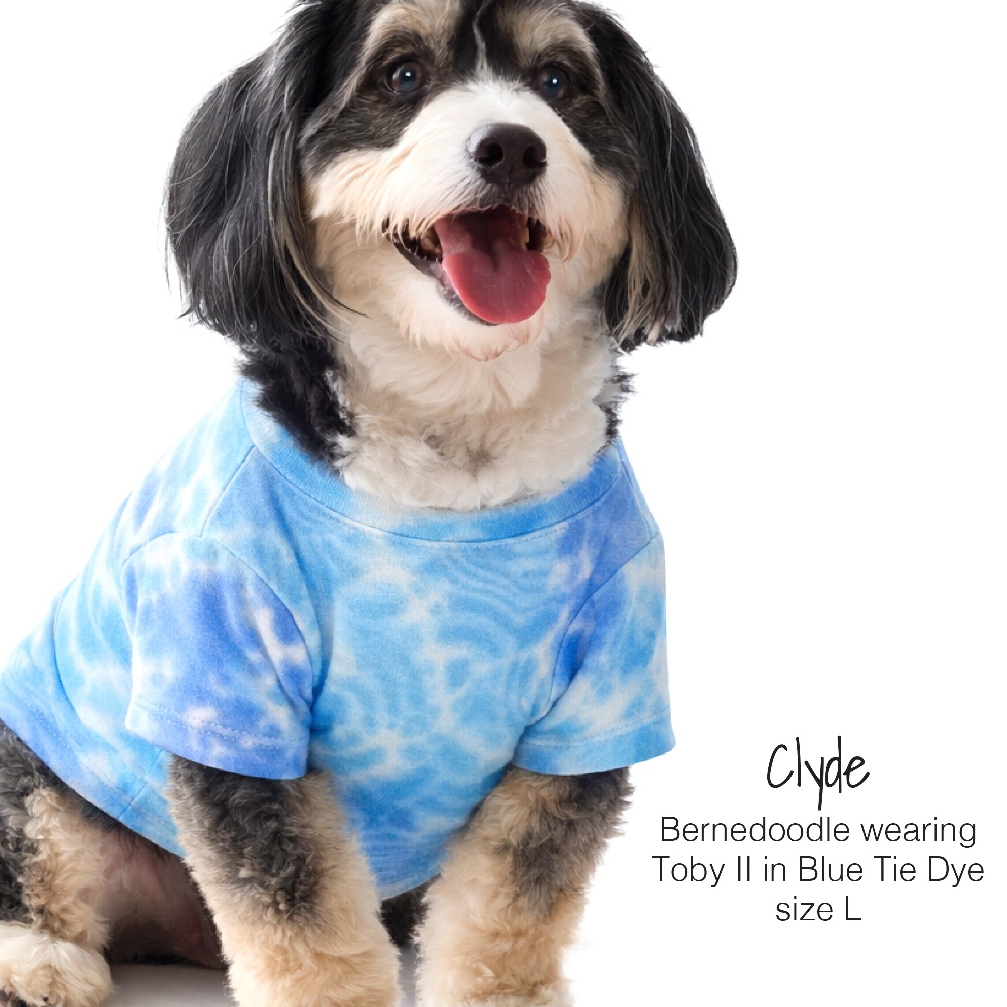 Clyde the Bernedoodle wearing Toby II in Blue Tie Dye 