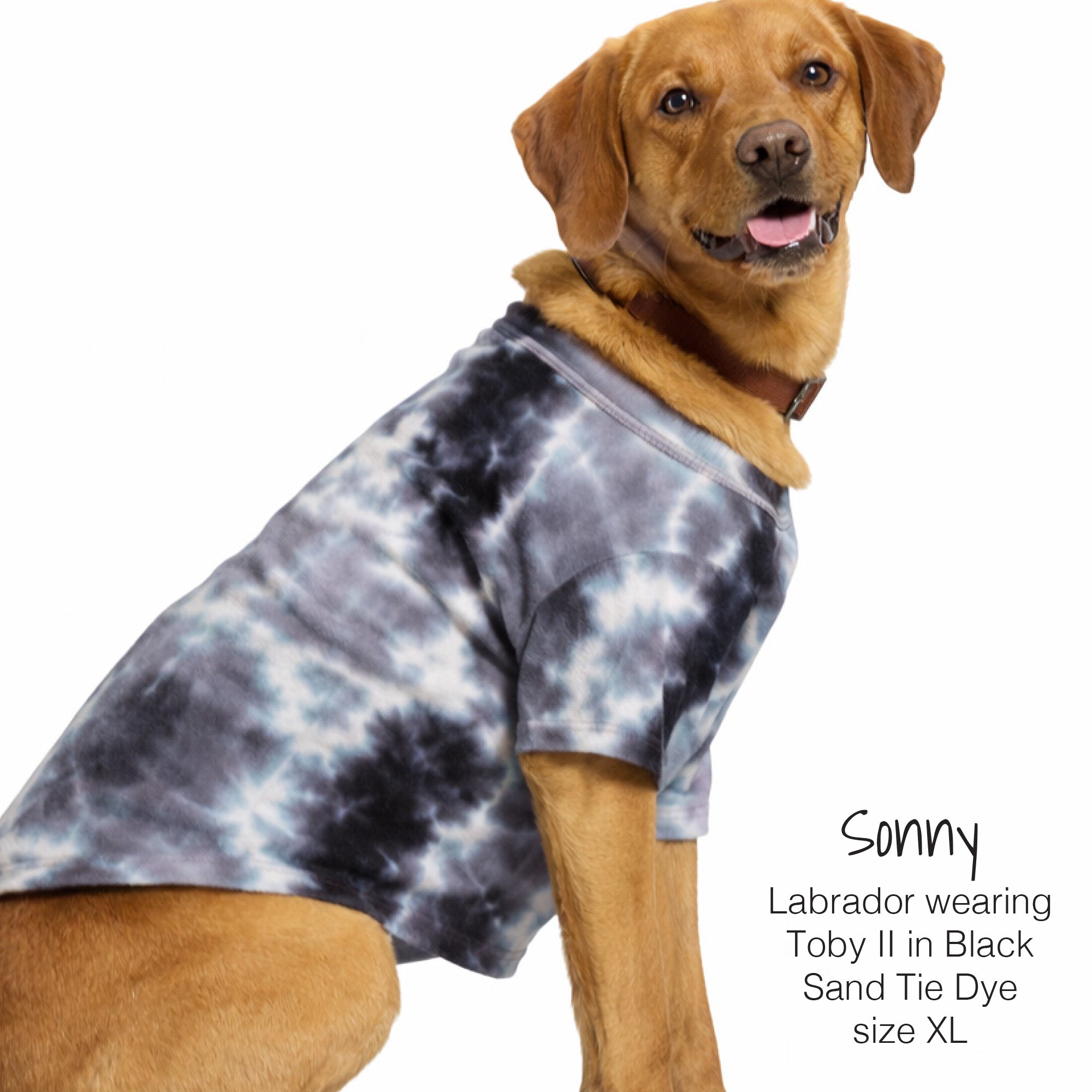 Sonny the Labrador wearing the Toby II in Black Sand Tie Dye 