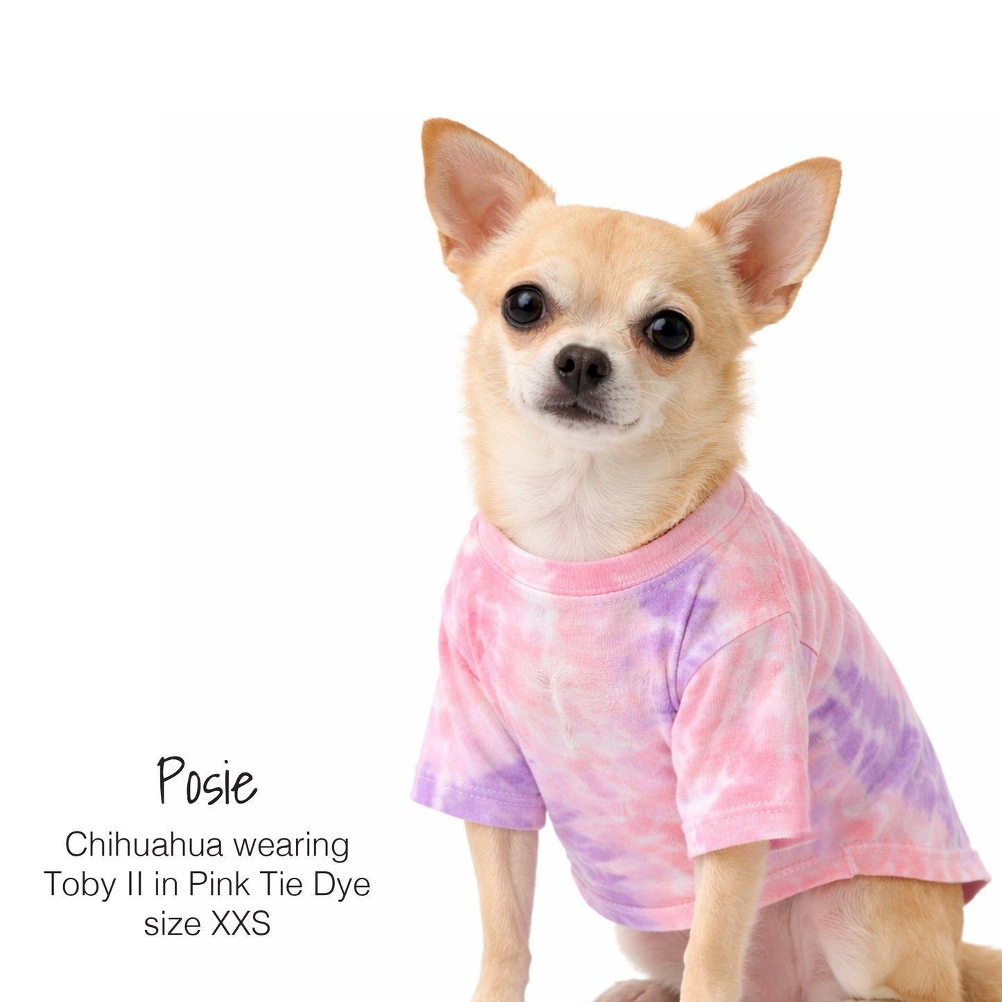 Posie the Chihuahua wearing Toby II in Pink Pie Dye 