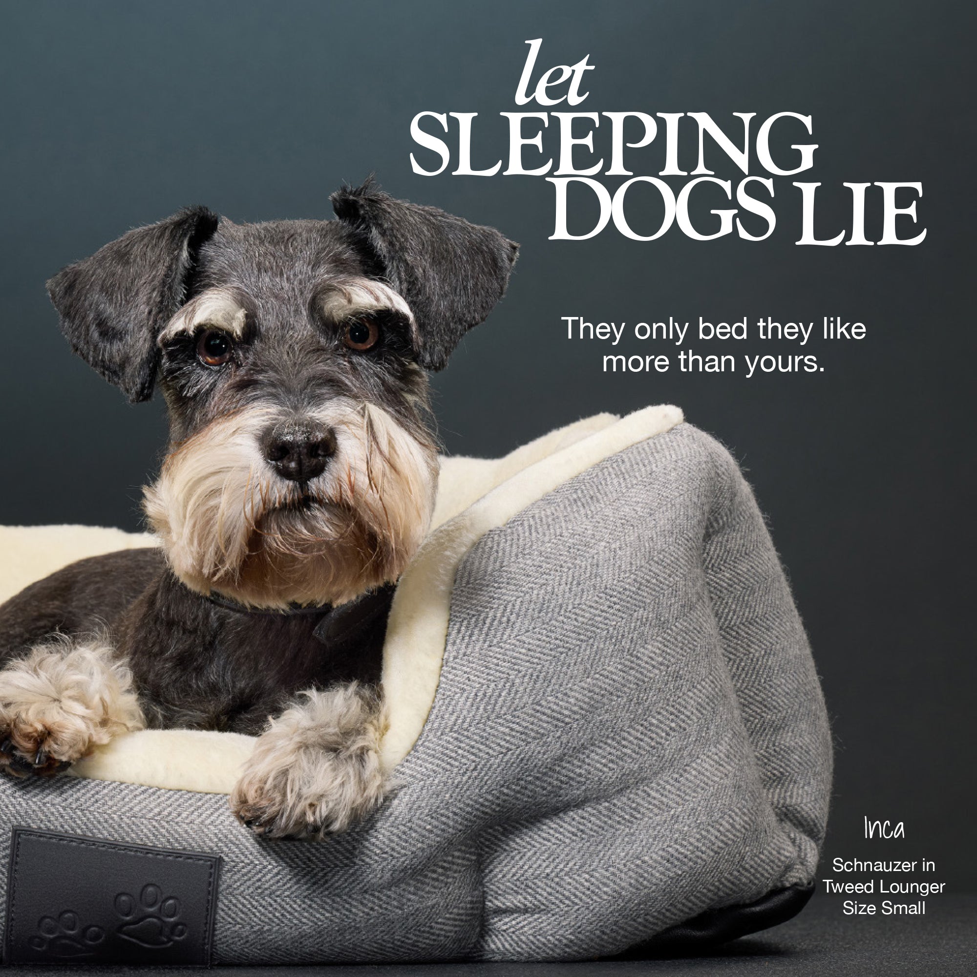 Inca the Schnauzer in the Mello dog bed with a 'Let sleeping dogs lie' title