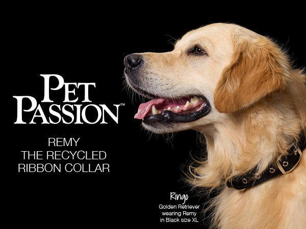 Dog wearing a black collar with 'Pet Passion' branding on a black background