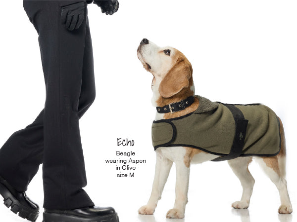Beagle wearing an Aspen dog coat in olive color, standing next to a person on a white background.