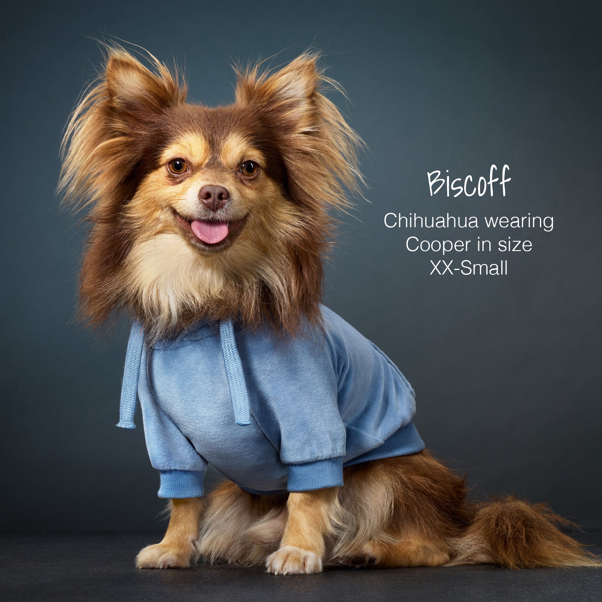 Biscoff Chihuahua wearing Cooper in size XX-Small