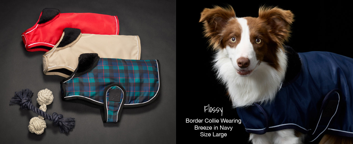 Dog coats and toys on a dark surface, with a dog wearing a navy coat on a black background.