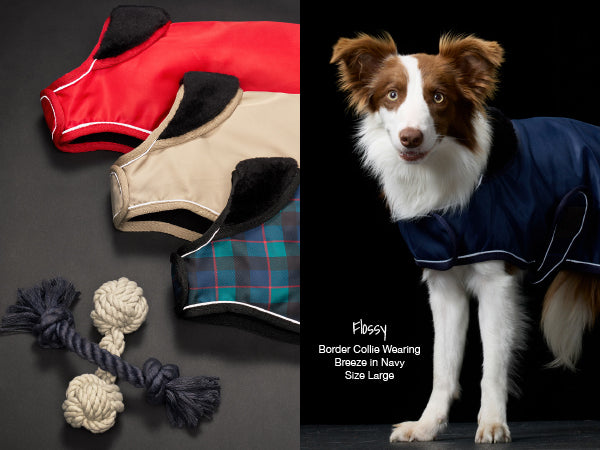 Dog clothing and toys on a dark surface with a dog wearing a navy coat.
