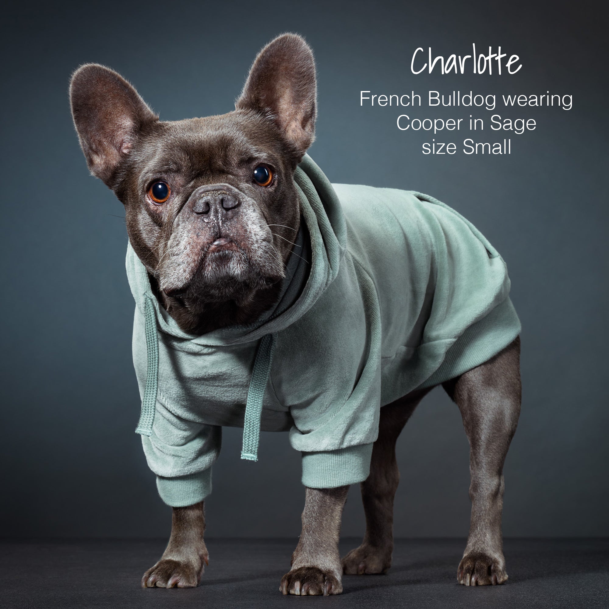 Charlotte French Bulldog wearing Cooper in Sage size Small