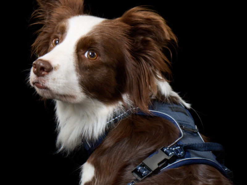 Flossy wearing max reflective harness