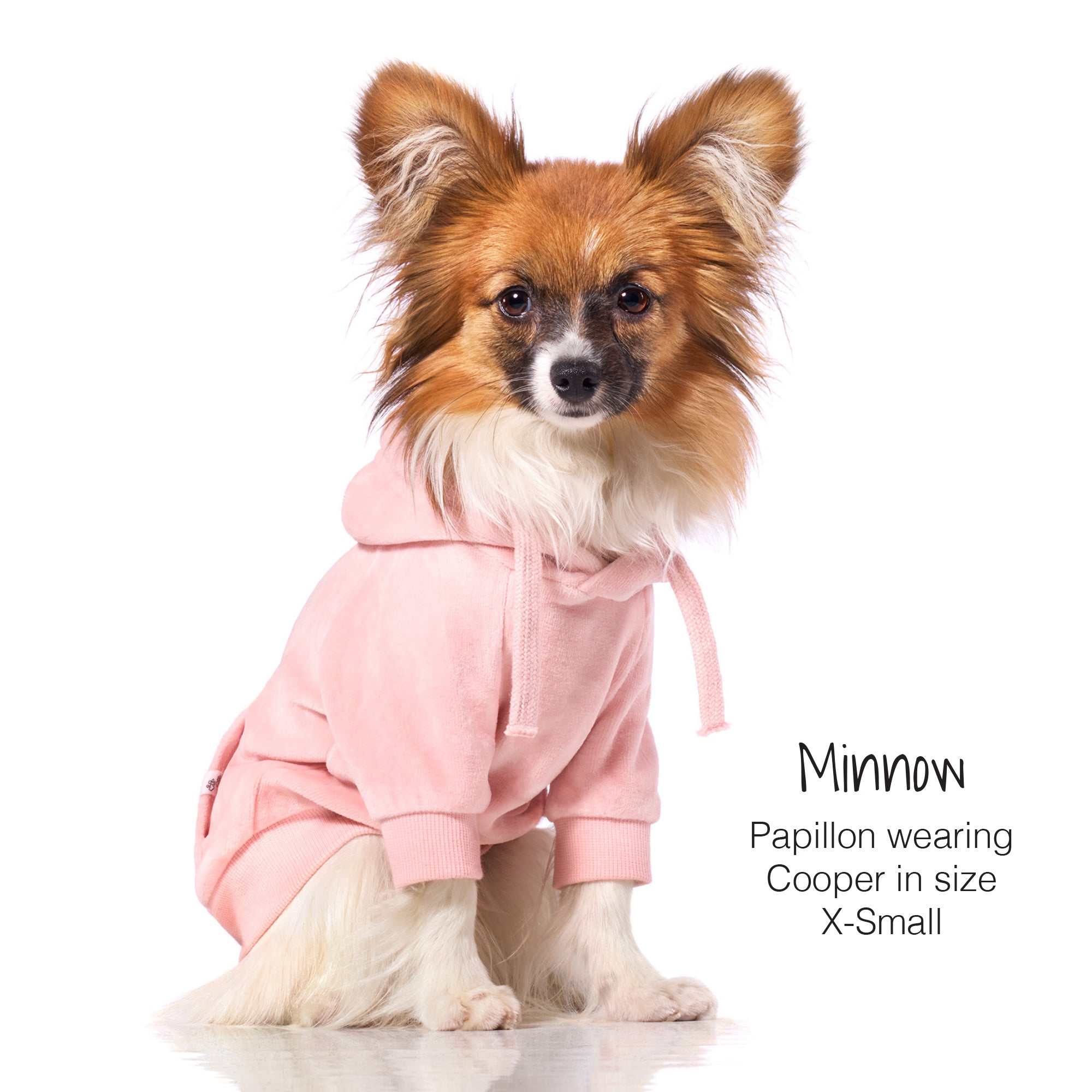 Minnow Papillon wearing Cooper in size X-Small