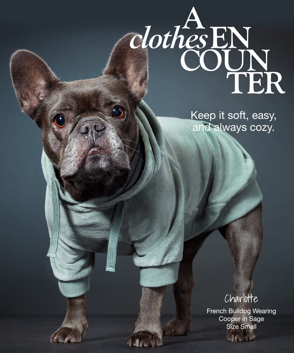 Pet Passion