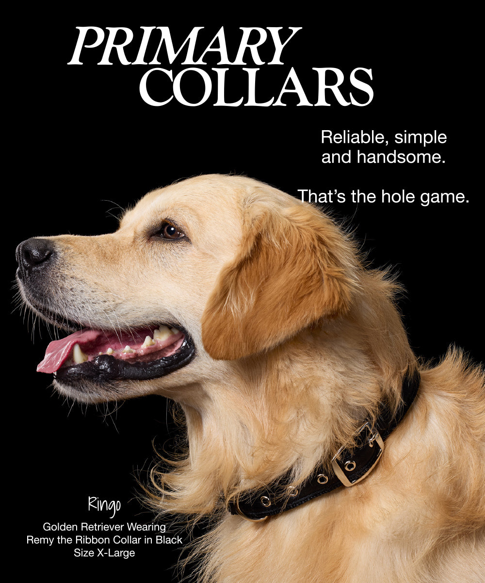 Pet Passion