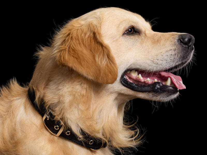Golden retriever with a black collar on a black background