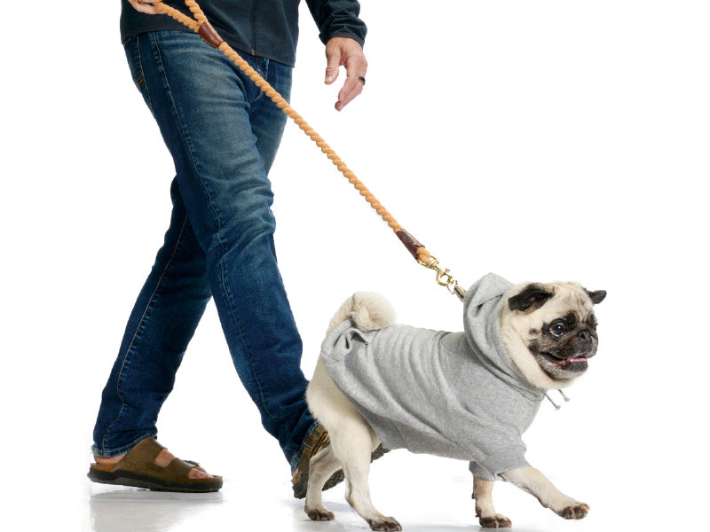 Person walking a pug dog wearing a gray hoodie on a white background