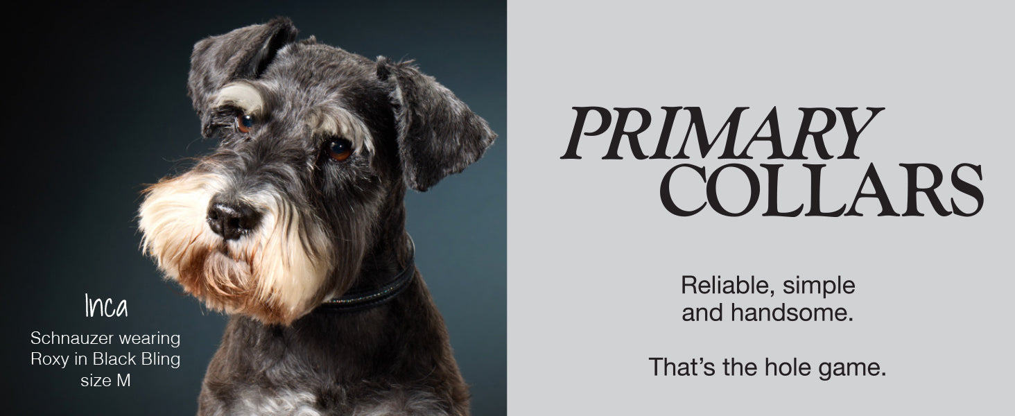Dog wearing a collar with text about primary collars on a gray background