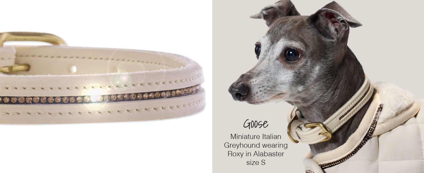 Dog wearing a beige coat with a matching collar next to a beige dog leash.