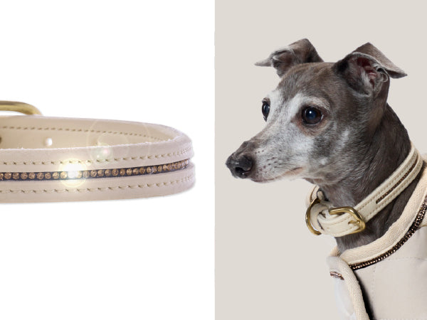 Dog wearing a white coat with gold accents next to a matching dog bed.