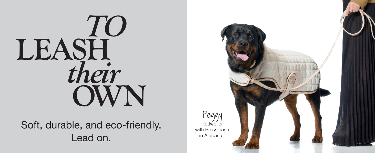 Dog wearing a sweater with a leash, with text about eco-friendly leashes.